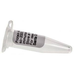 Protein A/G PLUS-Agarose