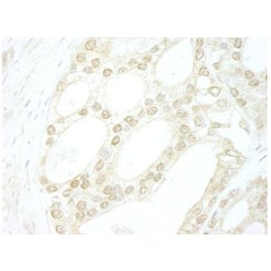 Anti-LAMP2 antibody [GL2A7](AB13524)