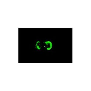 Laminin-5 (P3E4) HRP