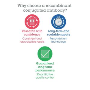 Anti-CD68 antibody [EPR23917-164](AB283654)