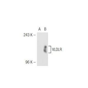 VLDLR (6A6) Alexa Fluor® 680