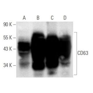 CD63 (MX-49.129.5) HRP