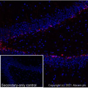 Anti-Doublecortin antibody