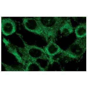 p-Tyr (PY99) Alexa Fluor® 546