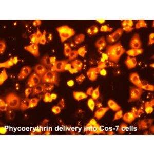 Pro-DeliverIN -Protein Transfection Reagent