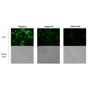 si3D-FectIN -siRNA Transfection Reagent