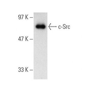 c-Src (H-12)