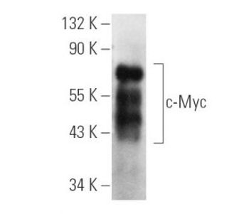 c Myc C 8 FITC Science Company Labroots