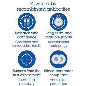 Anti-Fade Fluorescence Mounting Medium - Aqueous, Fluoroshield(AB104135)