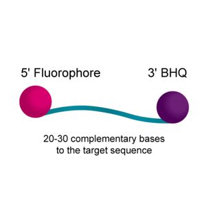BHQ™ Probes