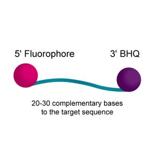 BHQ™ Probes