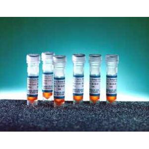 Orange G (with Ficoll) Loading dye