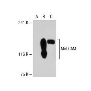 Mel-CAM (P1H12) Alexa Fluor® 680