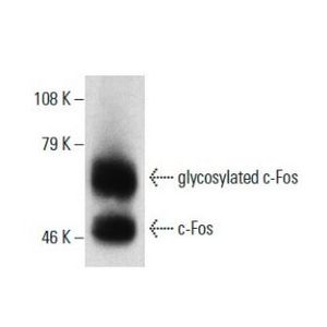 c-Fos (4-10G) Alexa Fluor® 546