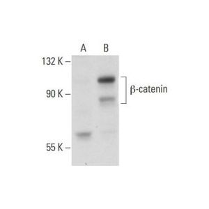 β-catenin (E-5) Alexa Fluor® 790