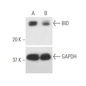 BID siRNA (h)