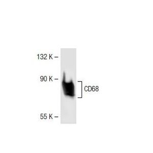 CD68 (E-11) Alexa Fluor® 647