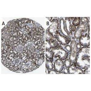 SAP 97 (2D11) Alexa Fluor® 647