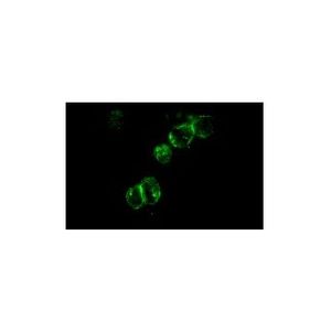Integrin β2 (P4H9) Alexa Fluor® 546