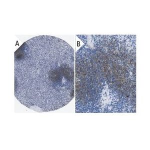 CD35 (E-11) Alexa Fluor® 594