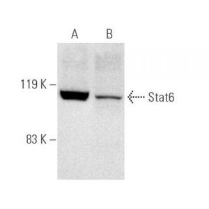 Stat6 (C-9) Alexa Fluor® 647