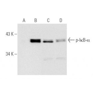 p-IκB-α (B-9) Alexa Fluor® 488