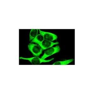 α Tubulin (B-7) Alexa Fluor® 546