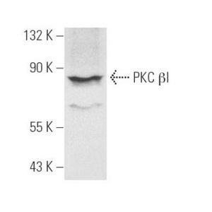 PKC βI (E-3) FITC