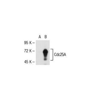 Cdc25A (F-6) Alexa Fluor® 594