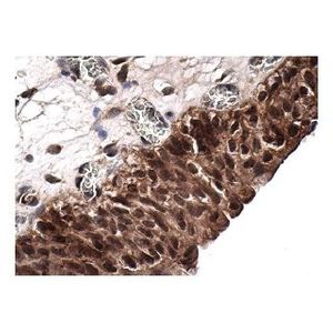 PCAF (E-8) Alexa Fluor® 647