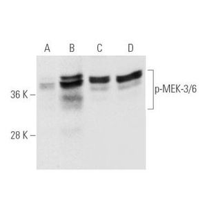 p-MEK-3/6 (B-9) Alexa Fluor® 790