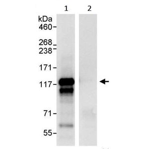 Anti-Paxillin antibody [Y113](AB32084)