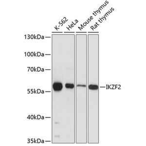 Anti-IKZF2 antibody