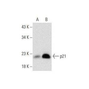 Doxorubicin hydrochloride