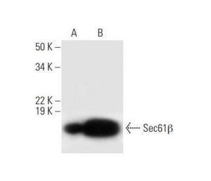Sec61β (E-6) | Science Company | Labroots