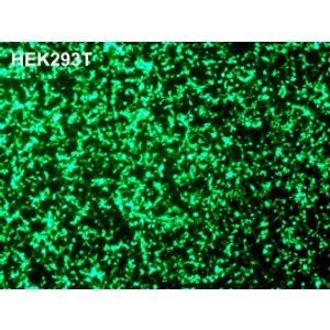DreamFect Gold -DNA Transfection Reagent