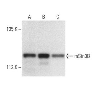 mSin3B (H-4) Alexa Fluor® 647