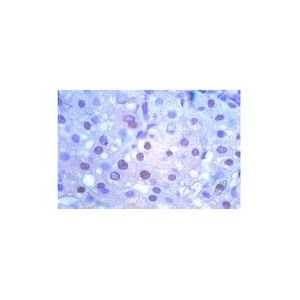 p-Elk-1 (B-4) Alexa Fluor® 488