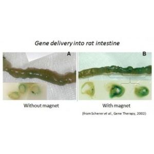 In vivo PolyMag -In vivo Transfection Reagent