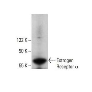 Estrogen Receptor alpha (D-12) Alexa Fluor® 790