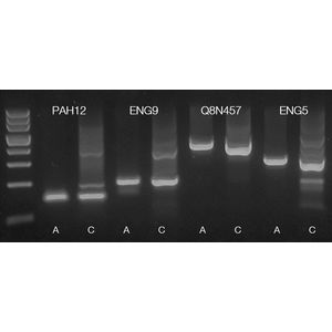 "TEMPase Hot Start 2x Master Mix A, based on Ammonium Buffer 1.5 mM MgCl2 (final concentration)"