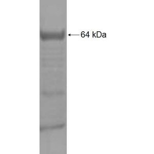 Recombinant Human ABCG1 protein, GST-tagged