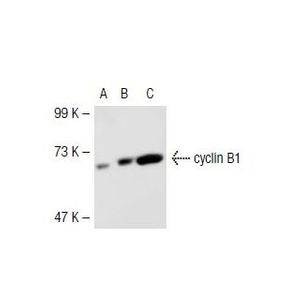 cyclin B1 (D-11) HRP