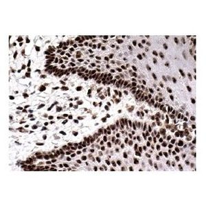 UBF (F-9) Alexa Fluor® 594