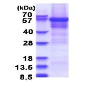Anti-c-Fos antibody [2H2](AB208942)
