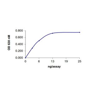 Rabbit IgG, polyclonal - Isotype Control(AB37415)