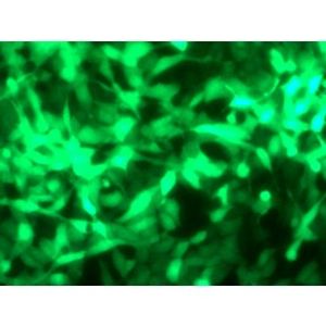 ViroMag CRISPR -Transduction Reagent