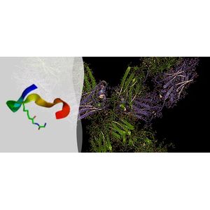 "Diglycyl-Lysine Antibody, Clone GX41"