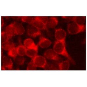 IKKβ (H-4) Alexa Fluor® 546