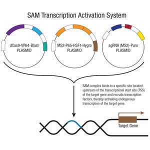 IRS-2 CRISPR Activation Plasmid (m2)